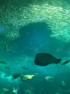 新江ノ島水族館に投稿された画像（2021/7/23）
