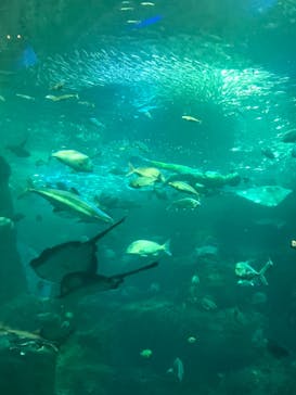 新江ノ島水族館に投稿された画像（2021/7/23）