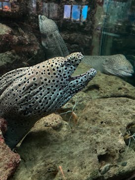 串本海中公園水族館に投稿された画像（2021/7/23）