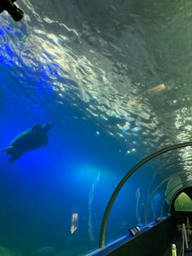串本海中公園水族館に投稿された画像（2021/7/23）