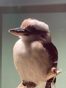 カワスイ 川崎⽔族館に投稿された画像（2021/7/23）