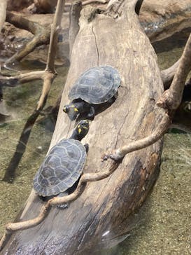 カワスイ 川崎⽔族館に投稿された画像（2021/7/23）