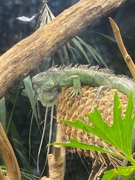 カワスイ 川崎⽔族館に投稿された画像（2021/7/23）