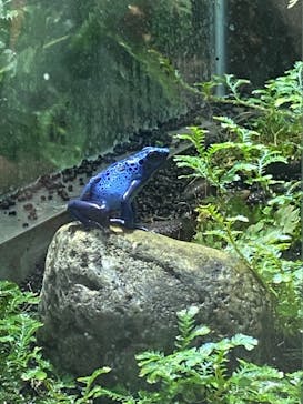 カワスイ 川崎⽔族館に投稿された画像（2021/7/23）