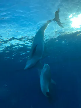 横浜・八景島シーパラダイスに投稿された画像（2021/7/23）