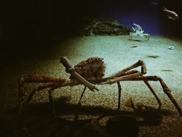 アクアワールド茨城県大洗水族館に投稿された画像（2021/7/23）