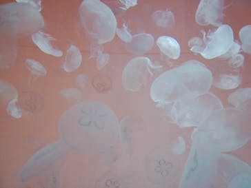 アクアワールド茨城県大洗水族館に投稿された画像（2021/7/23）