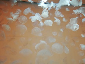 アクアワールド茨城県大洗水族館に投稿された画像（2021/7/23）