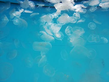 アクアワールド茨城県大洗水族館に投稿された画像（2021/7/23）