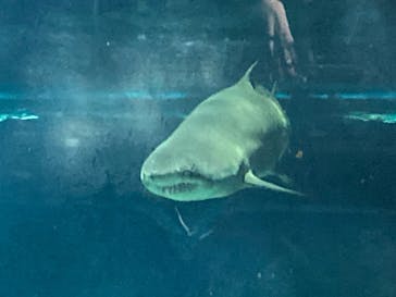 アクアワールド茨城県大洗水族館に投稿された画像（2021/7/23）