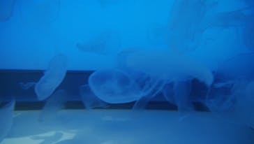 アクアワールド茨城県大洗水族館に投稿された画像（2021/7/23）