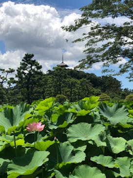 三溪園に投稿された画像（2021/7/24）