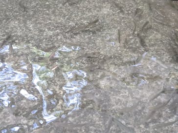 長瀞 古沢園に投稿された画像（2021/7/24）