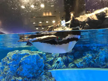 すみだ水族館に投稿された画像（2021/7/24）