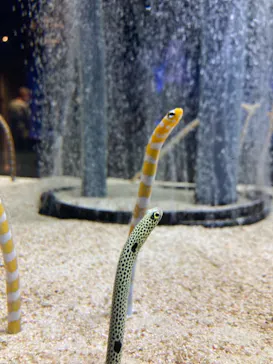 すみだ水族館に投稿された画像（2021/7/24）