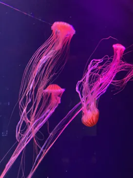 すみだ水族館に投稿された画像（2021/7/24）
