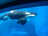 名古屋港水族館に投稿された画像（2021/7/24）