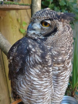 伊豆アニマルキングダムに投稿された画像（2021/7/24）