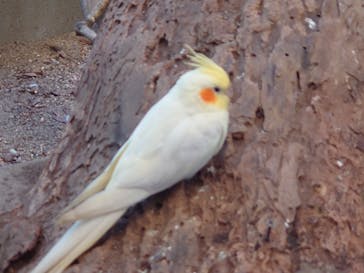 伊豆アニマルキングダムに投稿された画像（2021/7/24）