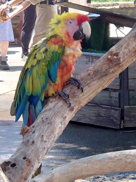 伊豆アニマルキングダムに投稿された画像（2021/7/24）