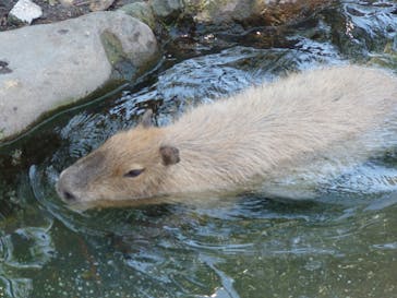 伊豆アニマルキングダムに投稿された画像（2021/7/24）