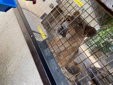 群馬サファリパークに投稿された画像（2021/7/24）