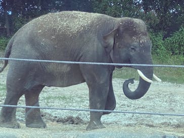 群馬サファリパークに投稿された画像（2021/7/24）