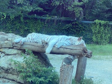 群馬サファリパークに投稿された画像（2021/7/24）