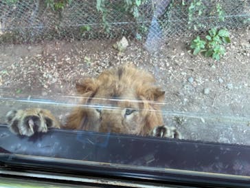 群馬サファリパークに投稿された画像（2021/7/24）