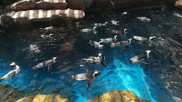 京都水族館に投稿された画像（2021/7/24）