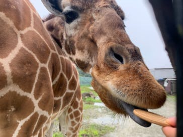 那須サファリパークに投稿された画像（2021/7/24）