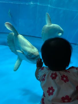 アクアワールド茨城県大洗水族館に投稿された画像（2021/7/24）