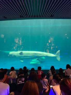 島根県立 しまね海洋館に投稿された画像（2021/7/24）