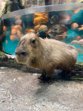 鳥羽水族館に投稿された画像（2021/7/24）