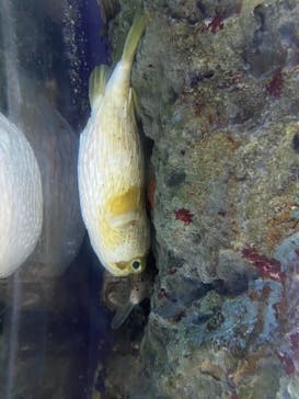 鳥羽水族館に投稿された画像（2021/7/24）