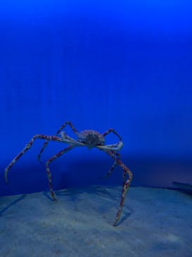 鳥羽水族館に投稿された画像（2021/7/24）