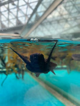 名古屋港水族館に投稿された画像（2021/7/24）