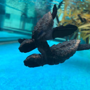 名古屋港水族館に投稿された画像（2021/7/24）