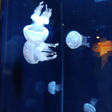 アクアワールド茨城県大洗水族館に投稿された画像（2021/7/24）