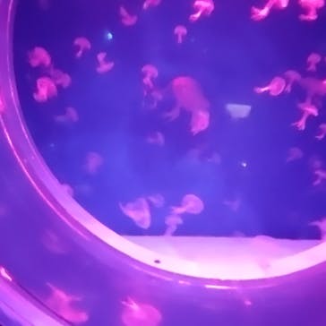 アクアワールド茨城県大洗水族館に投稿された画像（2021/7/24）