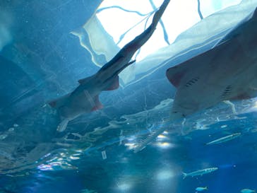 マクセル アクアパーク品川に投稿された画像（2021/7/24）