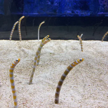 すみだ水族館に投稿された画像（2021/7/24）