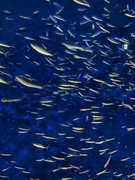 大分マリーンパレス水族館 「うみたまご」に投稿された画像（2021/7/24）