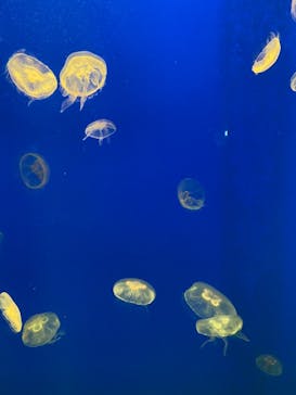 大分マリーンパレス水族館 「うみたまご」に投稿された画像（2021/7/24）