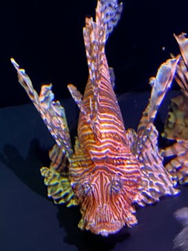 大分マリーンパレス水族館 「うみたまご」に投稿された画像（2021/7/24）