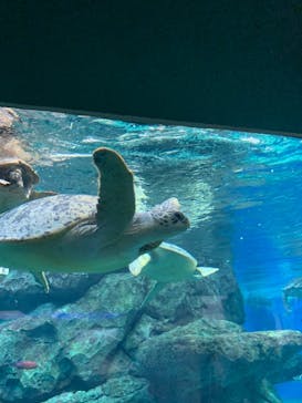 名古屋港水族館に投稿された画像（2021/7/24）
