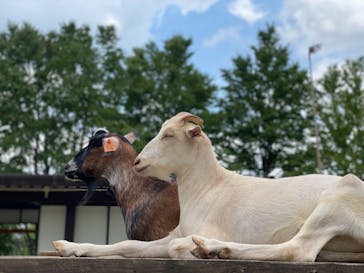 まかいの牧場に投稿された画像（2021/7/24）