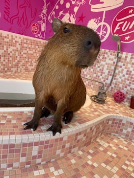 原宿かわいい動物園に投稿された画像（2021/7/24）