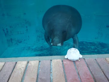 熱川バナナワニ園に投稿された画像（2021/7/24）