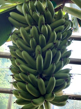 熱川バナナワニ園に投稿された画像（2021/7/24）